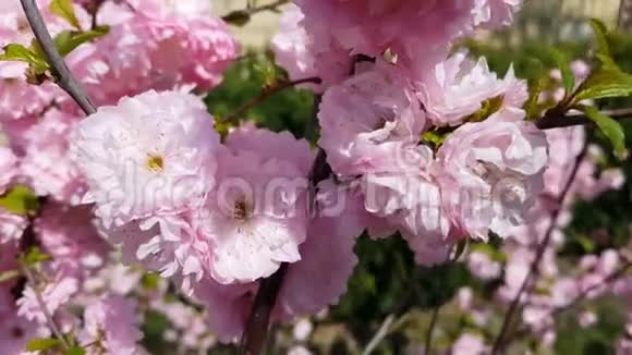 春季盛开的开花梅或开花杏仁的粉红色花簇的特写微风晴天视频的预览图