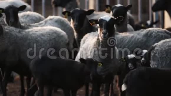 对绵羊的厌恶成年绵羊和小绵羊从一个院子走到另一个院子视频的预览图