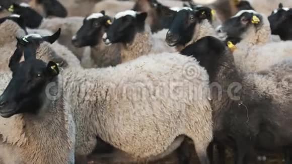 绵羊远离羊群盯着摄像机视频的预览图