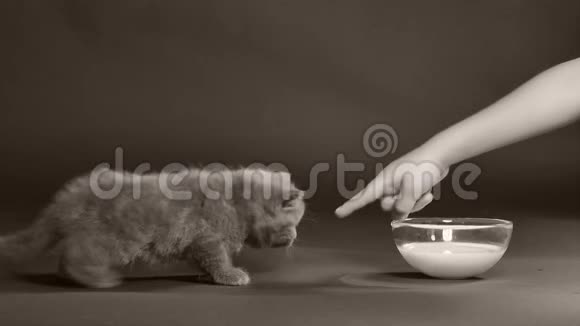 小猫从手指上吸奶视频的预览图