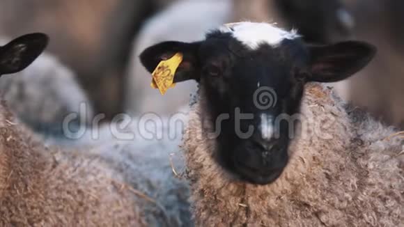 弯曲的尖头绵羊在农场的羊群中向左看向右看视频的预览图