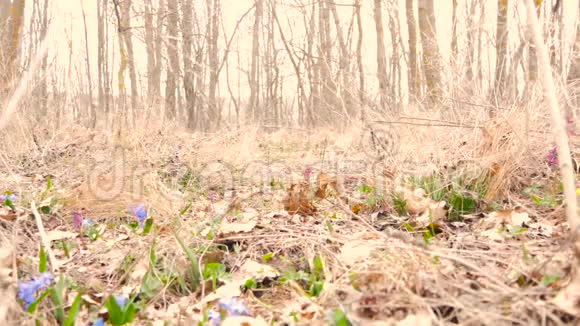 美丽的少女在森林里收集蓝色的雪花视频的预览图
