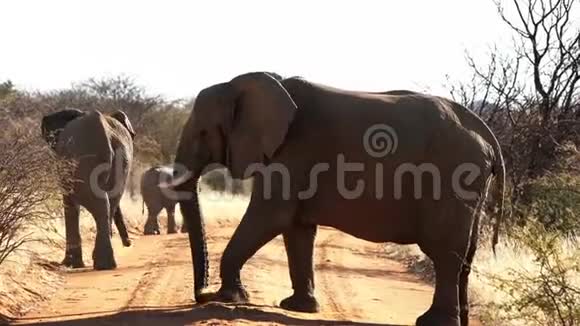 人们看到大象在背上扔土以保护太阳和虫子视频的预览图