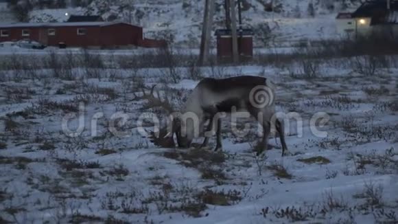 挪威北部特罗姆瑟地区自然环境中的驯鹿鹿视频的预览图
