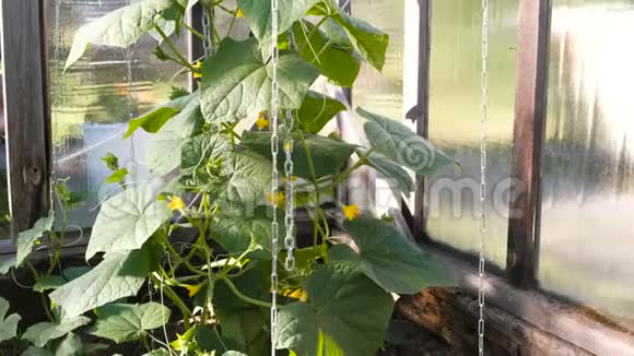 在温室里种花黄瓜视频的预览图