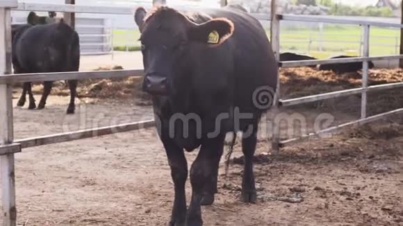 奶牛站在畜栏附近摇着尾巴望着远处视频的预览图