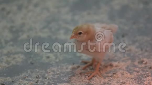 一只孤独的雏鸡在家禽饲养场中靠近其他幼鸟视频的预览图