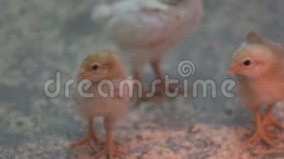 三只雏鸡叽叽喳喳地在家禽养殖场玩耍视频的预览图