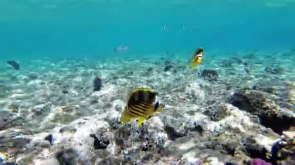 蝴蝶黄鱼和其他漂浮在红海附近珊瑚礁的五颜六色的鱼埃及视频的预览图