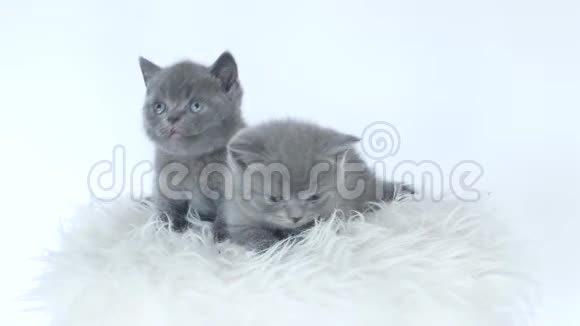 白色凳子上的小猫视频的预览图