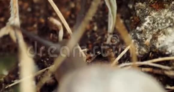 地上爬着一只花园里的蜗牛4K手持录像视频的预览图