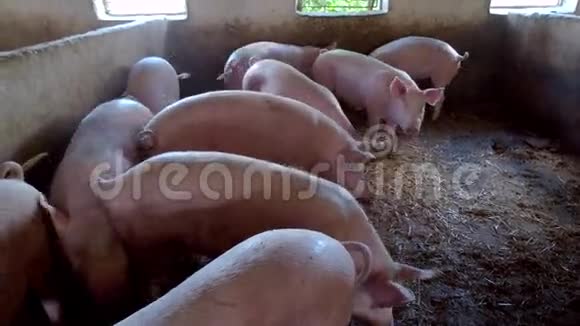 一群粉红色的猪视频的预览图