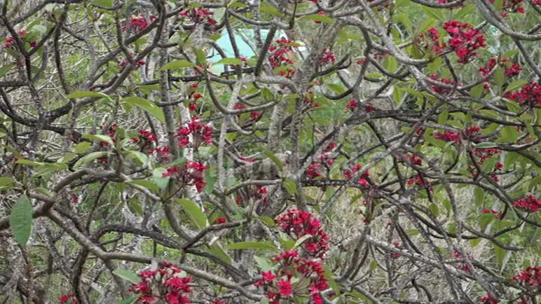 佛兰吉帕尼树上的鸽子视频的预览图