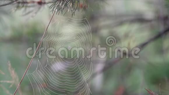 在雾蒙蒙的早晨蜘蛛网和露水在风中摇曳鸟儿在歌唱夜莺在歌唱视频的预览图