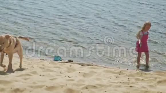 小女孩带着一只狗在河边的海滩上散步视频的预览图