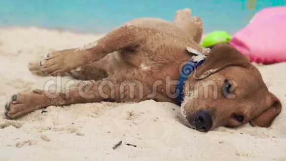 可爱的狗躺在沙滩上有趣的狗睡觉和打瞌睡在夏季海滩的海洋背景视频的预览图