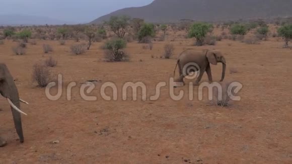 沙漠中带着孩子的大象家族视频的预览图