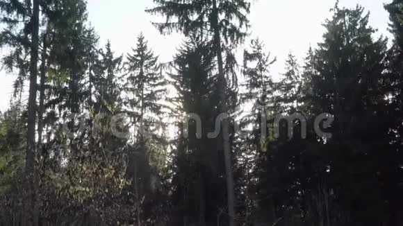 傍晚的阳光穿过森林中的树木视频的预览图