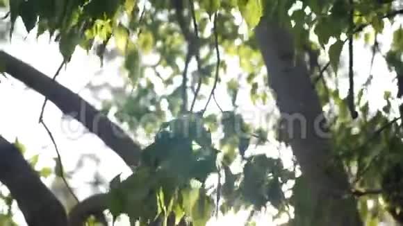 太阳的光线从树枝上望出去视频的预览图