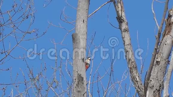干树树干上的啄木鸟视频的预览图