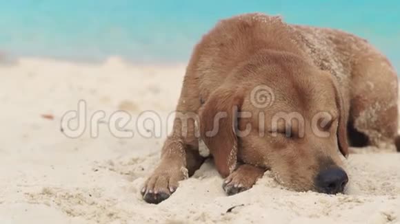 可爱的狗在沙滩上睡觉有趣的狗躺在夏季海滩上的海洋背景视频的预览图