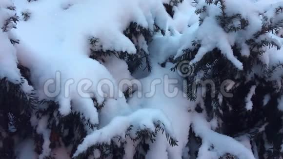 雪落在松树树枝上视频的预览图