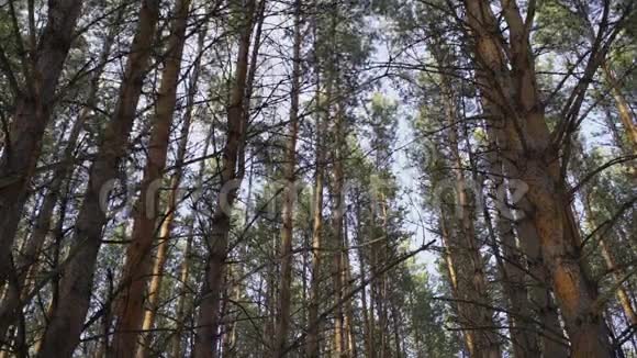 森林中的松树摇曳视频的预览图