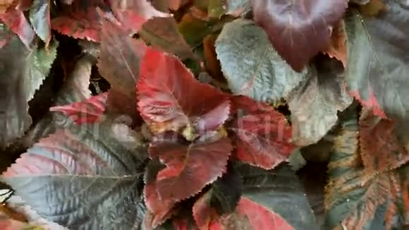 紫苏树和叶子视频的预览图