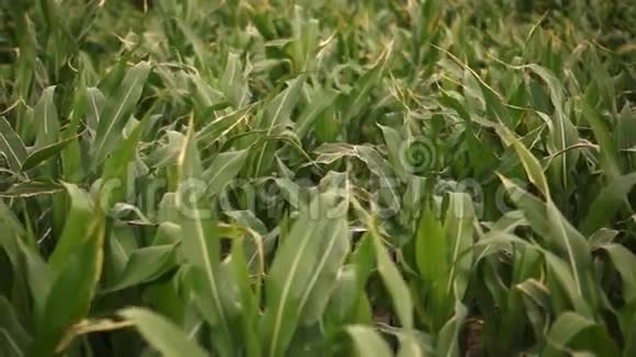 田间的玉米叶视频的预览图