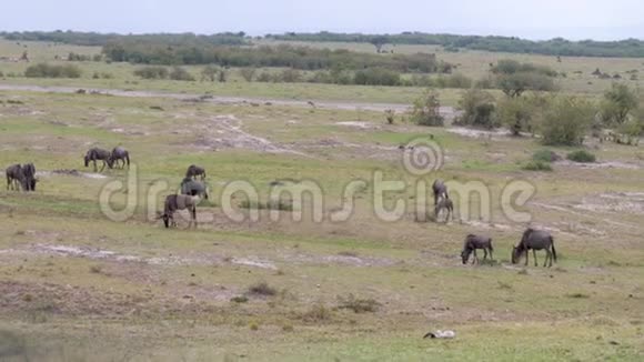在非洲大草原的一片绿野上放牧的一群野牛视频的预览图