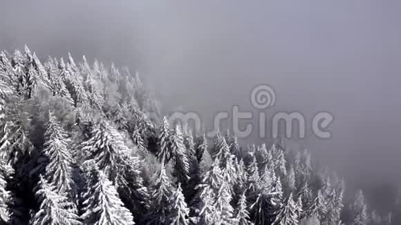 冬季雪树的鸟瞰图视频的预览图