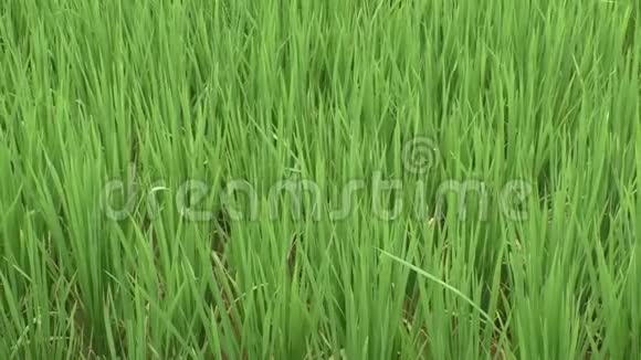 稻田里的嫩芽视频的预览图