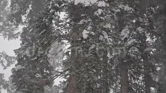 大雪3视频的预览图