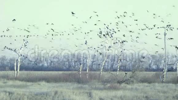 一大群黑鸟飞来飞去坐在电线上视频的预览图