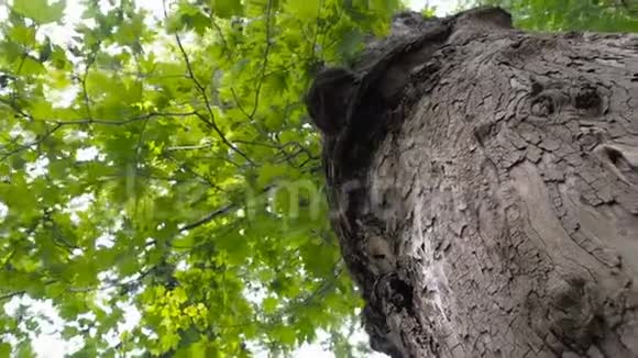 在丛林森林中看到一棵巨大的平面树或板状的树树冠上有阳光自然背景视频的预览图