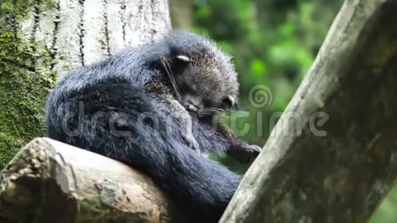 黑红熊猫坐在树枝上视频的预览图