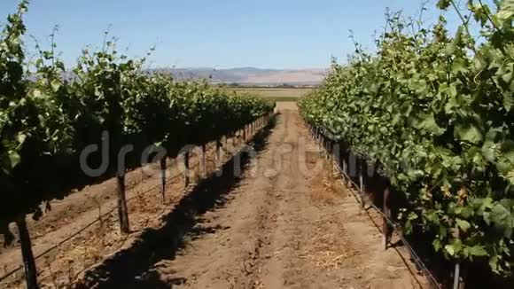 穿过一排排葡萄酒葡萄视频的预览图
