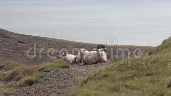 冰岛野外绵羊群视频的预览图