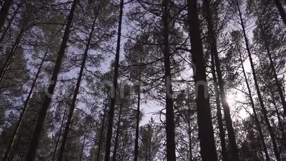波罗的海东欧松林在阳光明媚的一天高高的常绿乔木指向天空视频的预览图