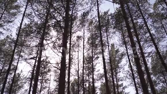 波罗的海东欧松林在阳光明媚的一天高高的常绿乔木指向天空视频的预览图