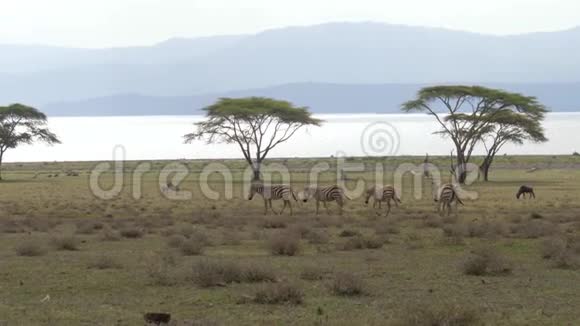 苍苍的斑马带着青草和相思在田野上移动视频的预览图