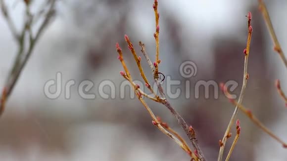 冬天树枝在模糊的背景上随风摇摆雪走了视频的预览图