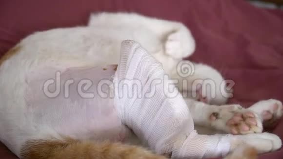 猫与伤腿睡在伤口护理穿衣视频的预览图