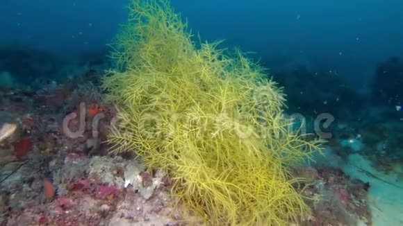 海洋生物黄深海潜水视频的预览图