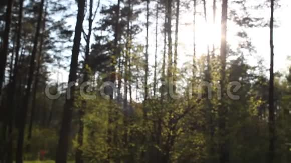 在森林里躺着垃圾塑料瓶子污染自然视频的预览图