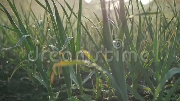 有灌溉的花园里的大蒜叶视频的预览图