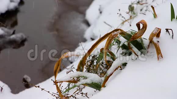 冬天的一天雪落在一条小溪上草地在摇摆视频的预览图