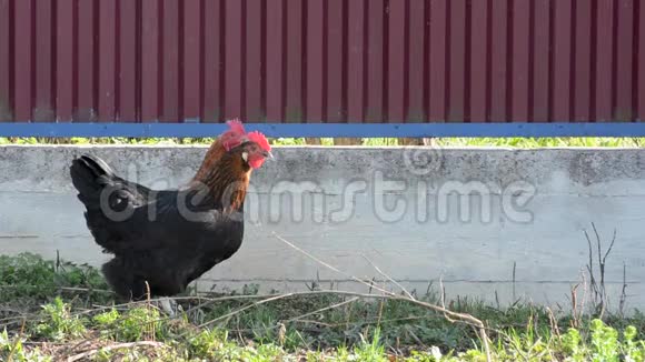 红母鸡和黑公鸡正走在草地上挖虫子来捕食视频的预览图