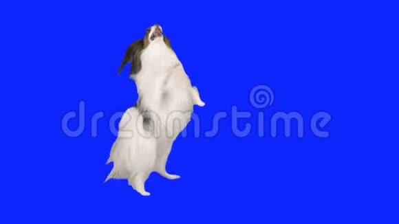 帕皮龙狗用它的后腿跳舞用蓝色的hromakey慢动作股票录像视频的预览图