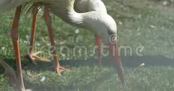 鹳鸟啄木鸟视频的预览图